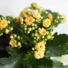 Kalanchoe 'Calandiva'®, Gelb, Topf-Ø 12 Cm, Höhe Ca. 27,5 Cm, 6er-Set