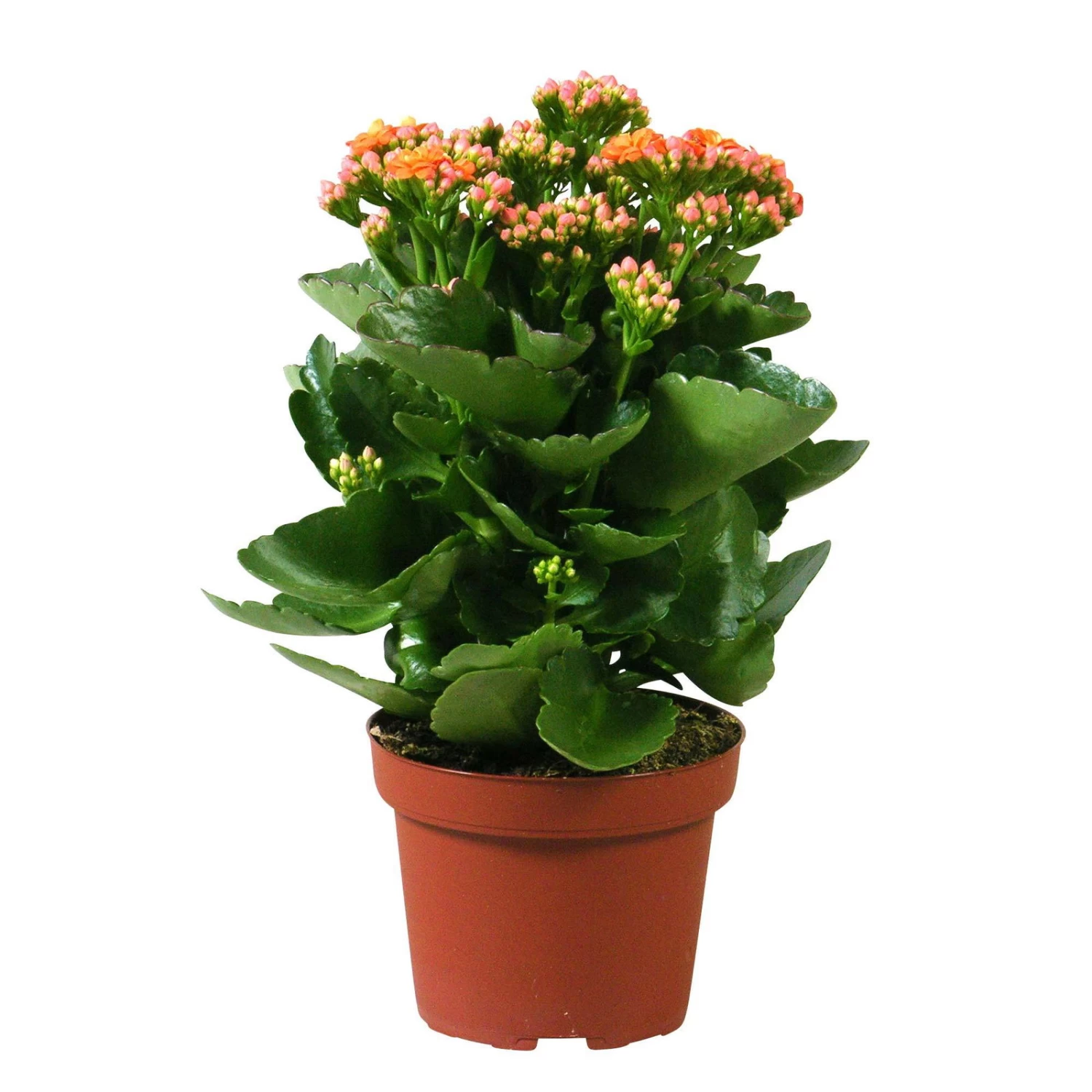 Kalanchoe 'Calandiva'®, Orange, Topf-Ø 12 Cm, Höhe Ca. 27,5 Cm, 6er-Set – Bild 4