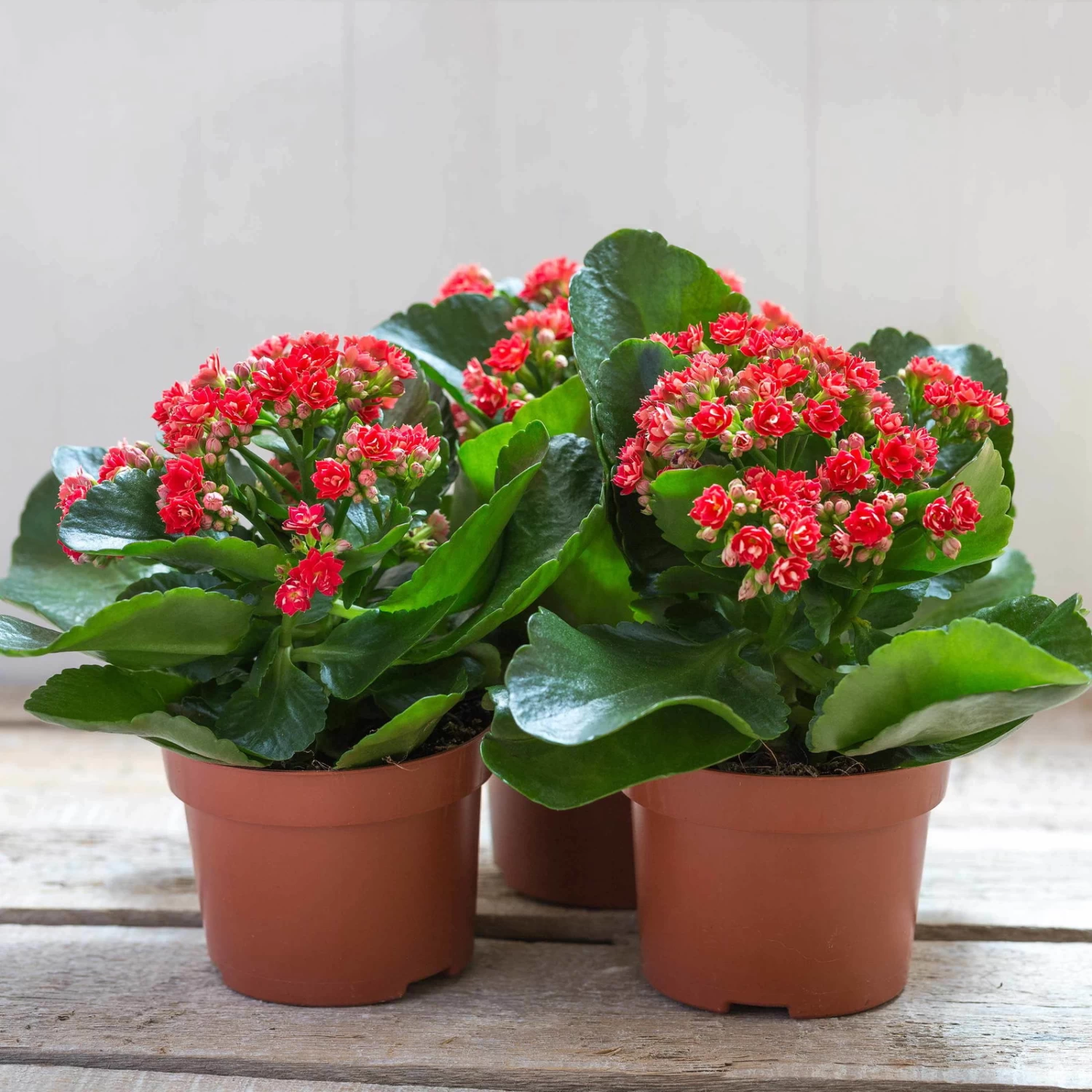 Kalanchoe 'Calandiva'®, Rot, Topf-Ø 12 Cm, Höhe Ca. 27,5 Cm, 6er-Set – Bild 5