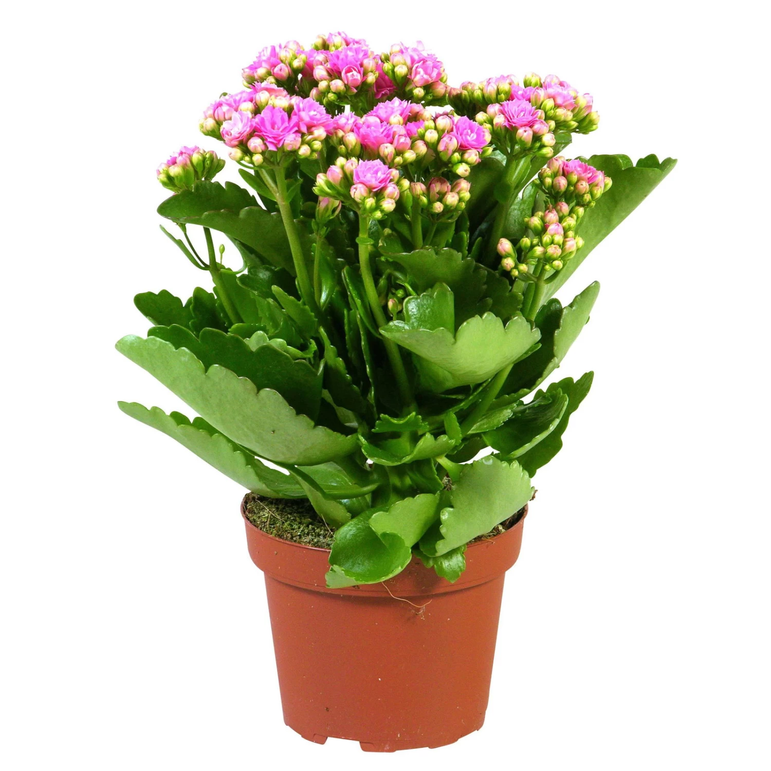 Kalanchoe 'Calandiva'®, Rosa, Topf-Ø 12 Cm, Höhe Ca. 27,5 Cm, 6er-Set – Bild 5
