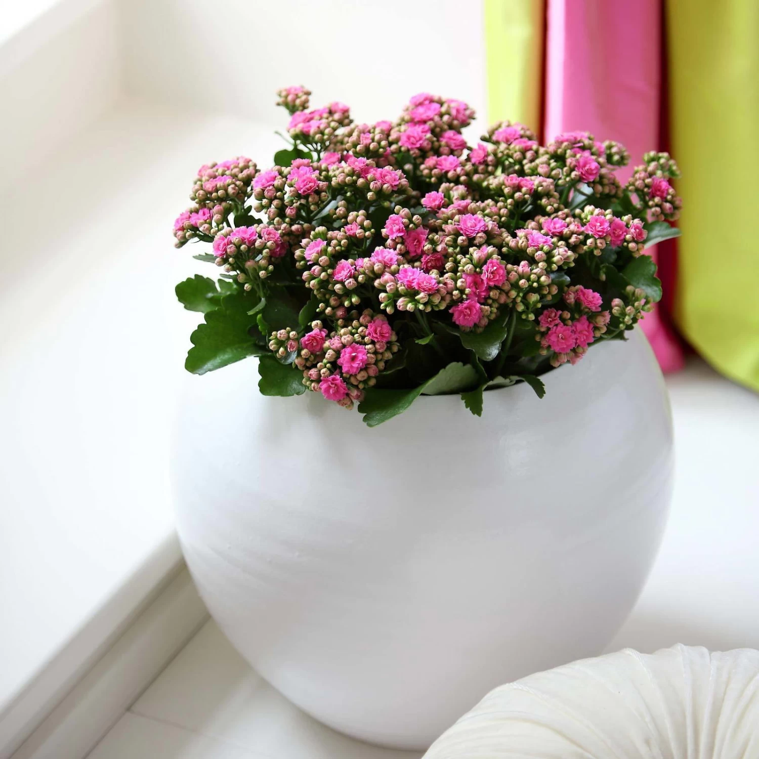 Kalanchoe 'Calandiva'®, Rosa, Topf-Ø 12 Cm, Höhe Ca. 27,5 Cm, 6er-Set – Bild 6