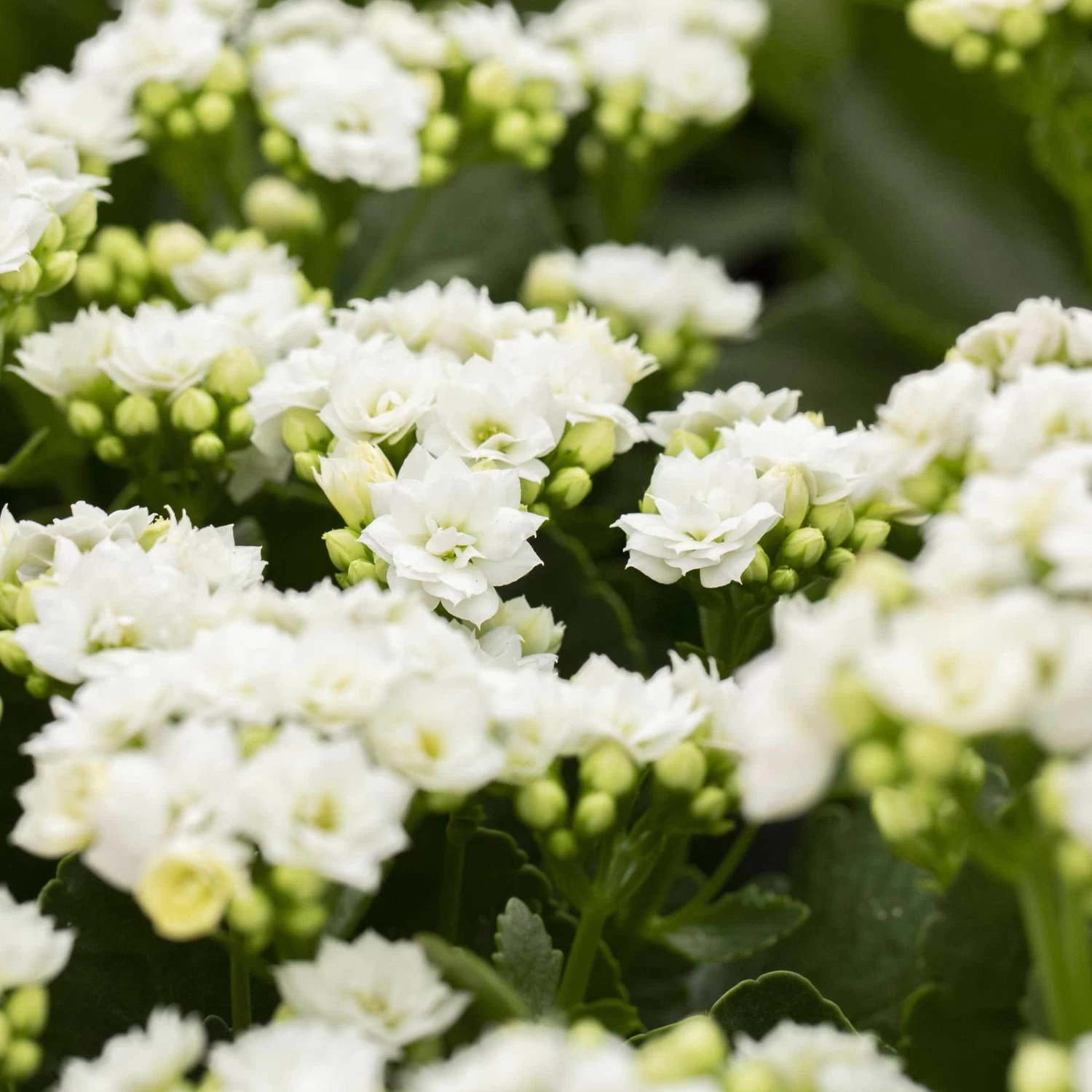 Kalanchoe 'Calandiva'®, Weiß, Topf-Ø 12 Cm, Höhe Ca. 27,5 Cm, 6er-Set – Bild 2