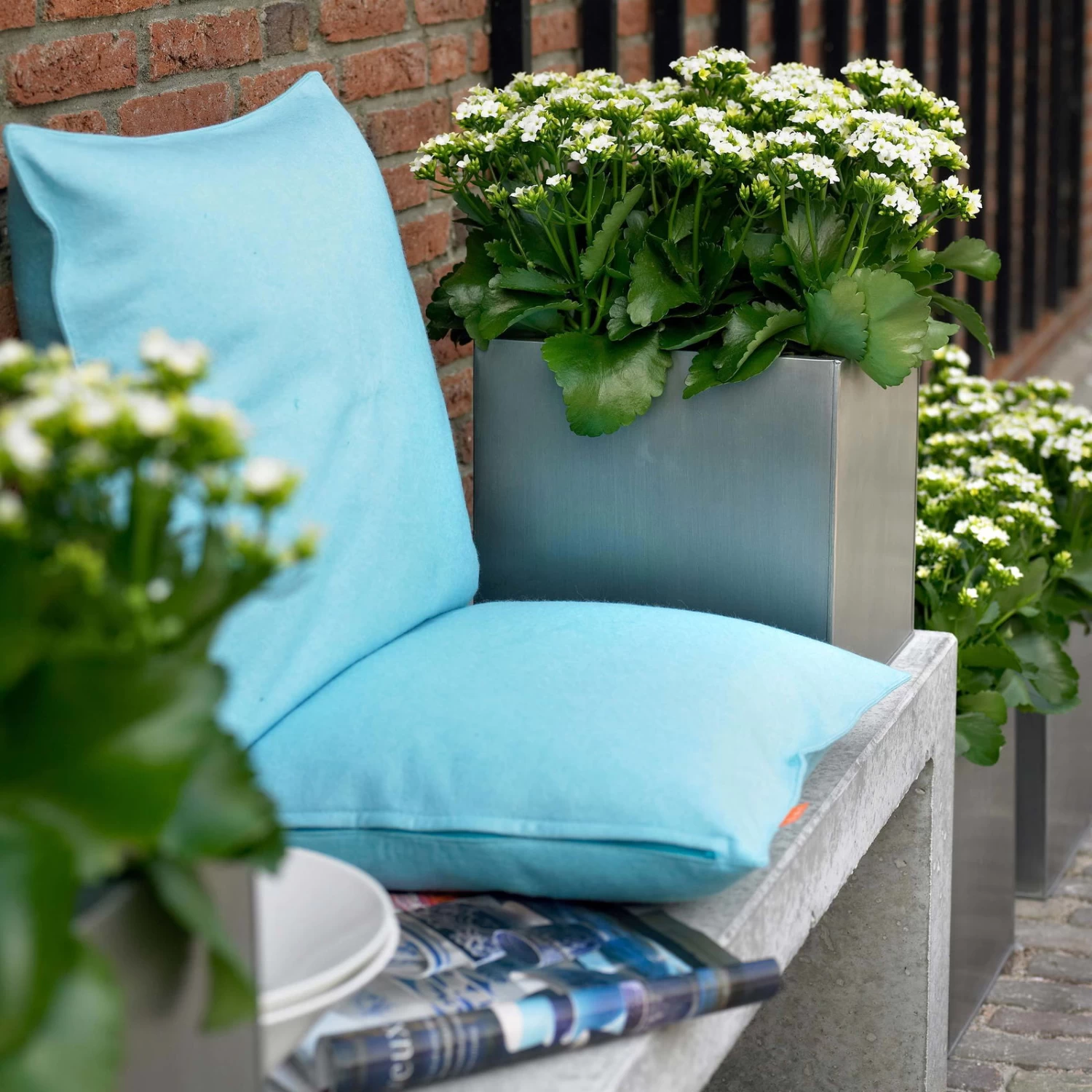 Kalanchoe 'Calandiva'®, Weiß, Topf-Ø 12 Cm, Höhe Ca. 27,5 Cm, 6er-Set – Bild 4