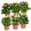 Kalanchoe 'Calandiva'®, Weiß & Rosa, Topf-Ø 12 Cm, Höhe Ca. 20-30 Cm, 6er-Set