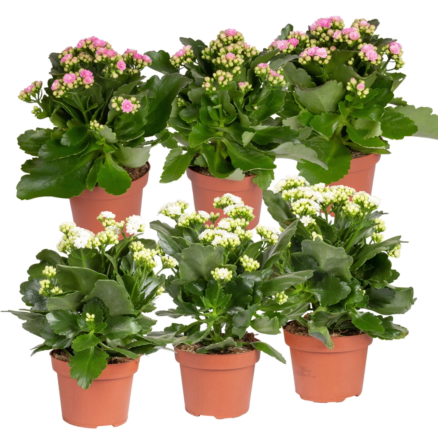 Kalanchoe 'Calandiva'®, Weiß & Rosa, Topf-Ø 12 Cm, Höhe Ca. 20-30 Cm, 6er-Set