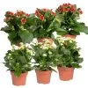 Kalanchoe 'Calandiva'®, Weiß & Rot, Topf-Ø 12 Cm, Höhe Ca. 20-30 Cm, 6er-Set