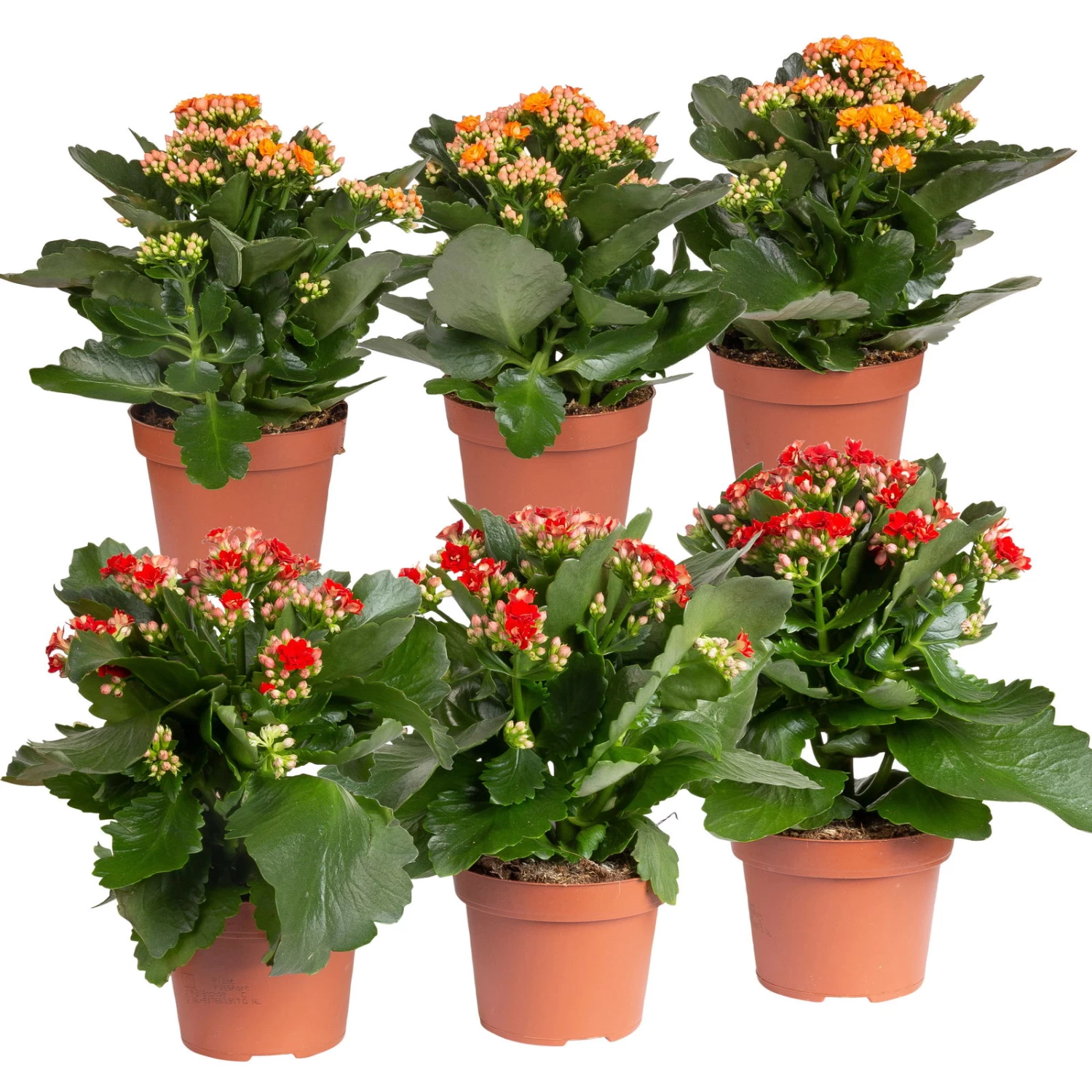 Kalanchoe 'Calandiva'®, Rot&orange, Topf-Ø 12 Cm, Höhe Ca. 20-30 Cm, 6er-Set