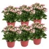 Kalanchoe 'Calandiva'®, Rosa-weiß, Topf-Ø 12 Cm, Höhe Ca. 27,5 Cm, 6er-Set