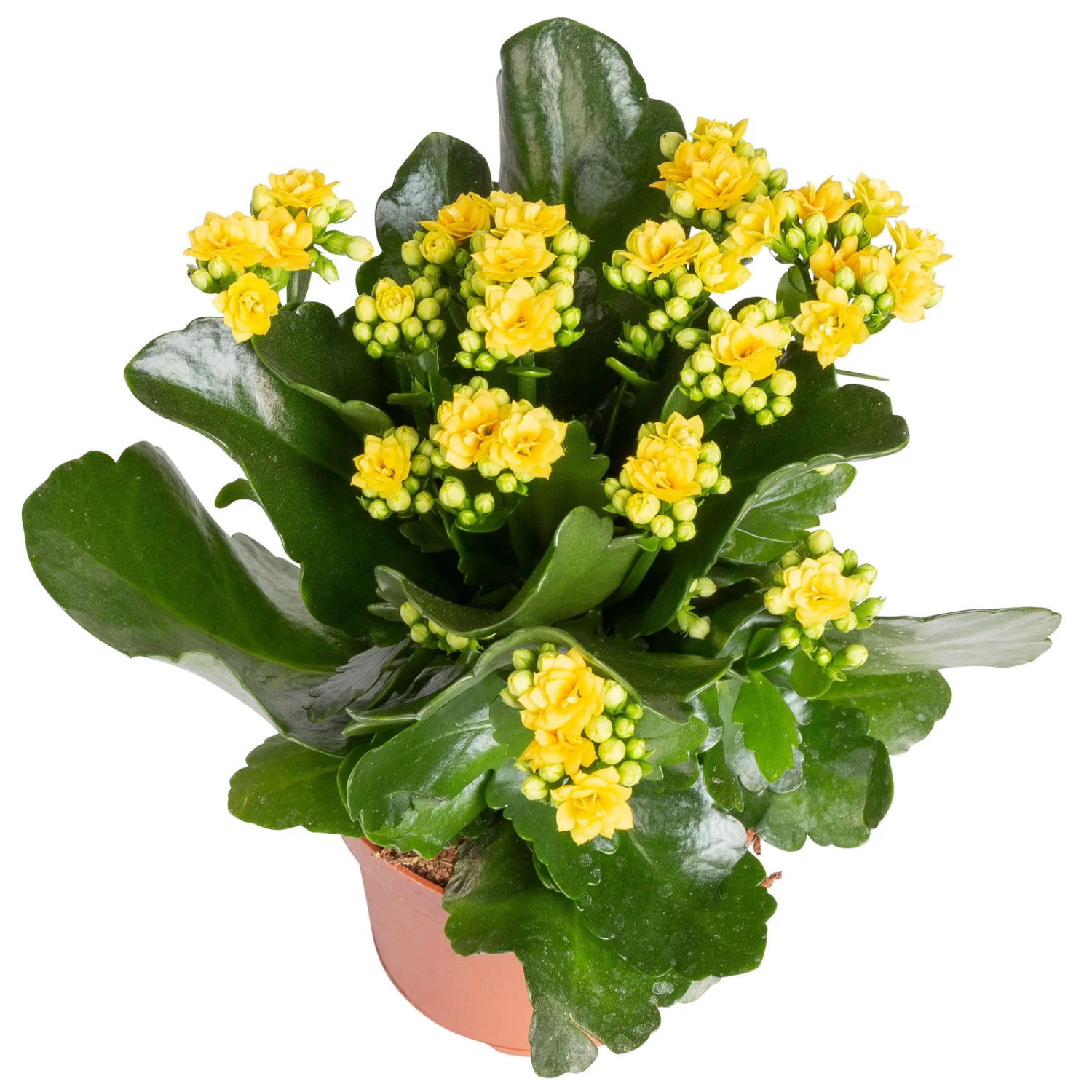 Kalanchoe 'Calandiva'®, Gelb&orange, Topf-Ø 12 Cm, Höhe Ca. 20-30 Cm, 6er-Set – Bild 5
