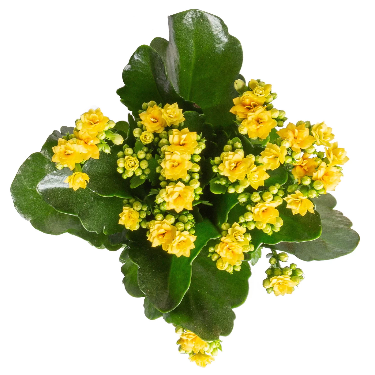 Kalanchoe 'Calandiva'®, Gelb&orange, Topf-Ø 12 Cm, Höhe Ca. 20-30 Cm, 6er-Set – Bild 4