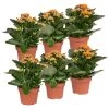 Kalanchoe 'Calandiva'®, Orange, Topf-Ø 12 Cm, Höhe Ca. 27,5 Cm, 6er-Set