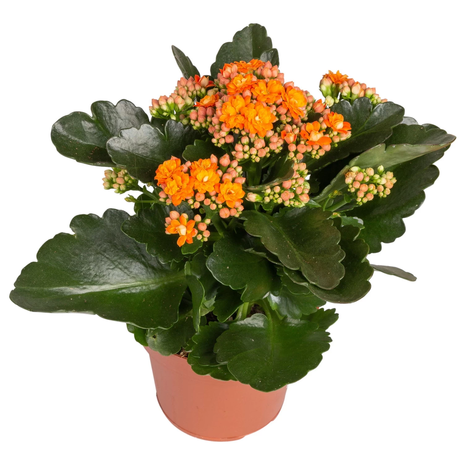 Kalanchoe 'Calandiva'®, Rot&orange, Topf-Ø 12 Cm, Höhe Ca. 20-30 Cm, 6er-Set – Bild 3