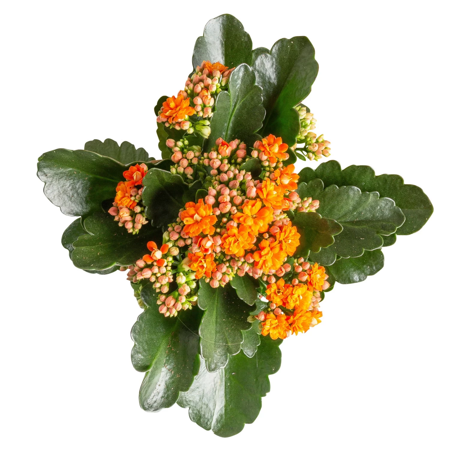 Kalanchoe 'Calandiva'®, Rot&orange, Topf-Ø 12 Cm, Höhe Ca. 20-30 Cm, 6er-Set – Bild 2