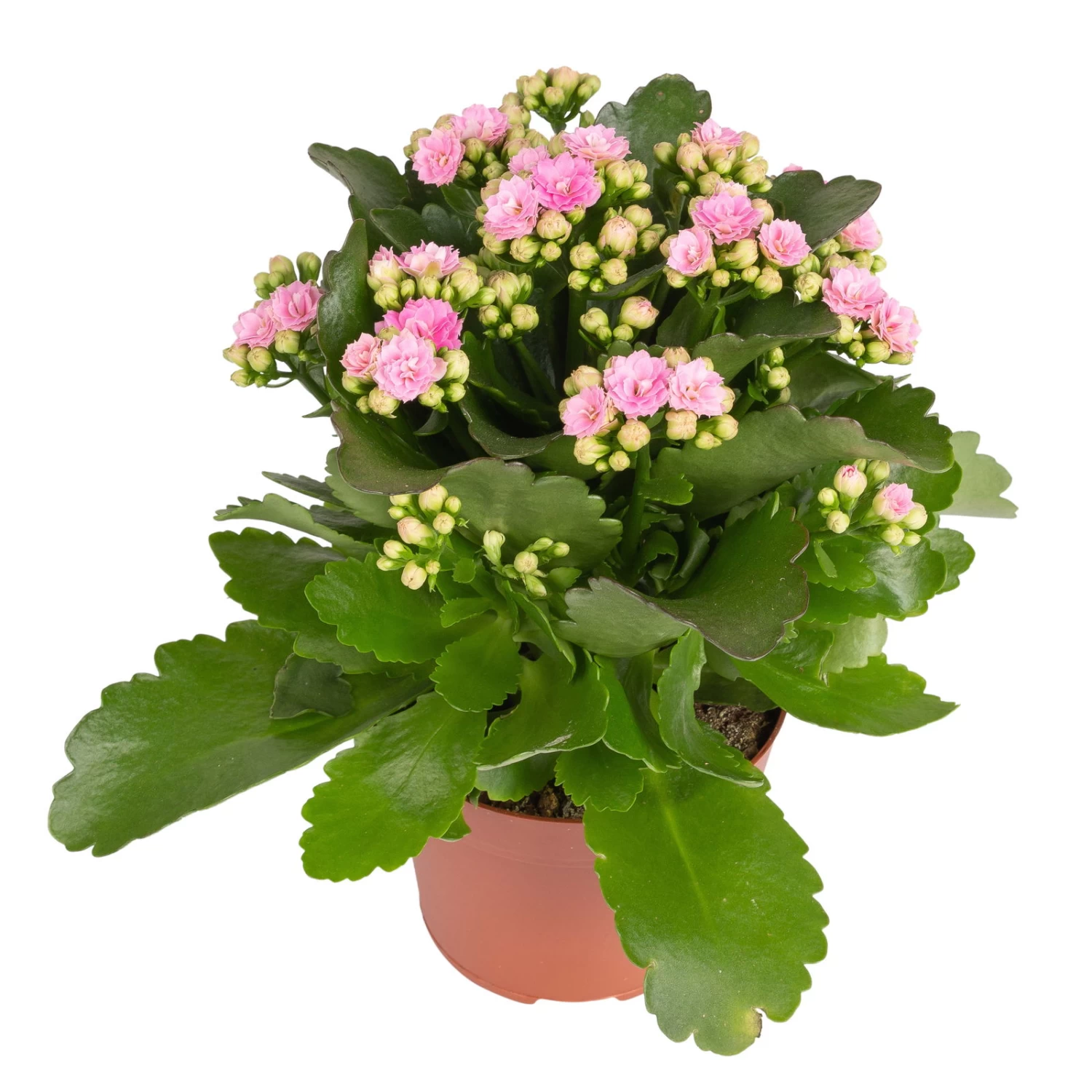 Kalanchoe 'Calandiva'®, Rosa, Topf-Ø 12 Cm, Höhe Ca. 27,5 Cm, 6er-Set – Bild 3