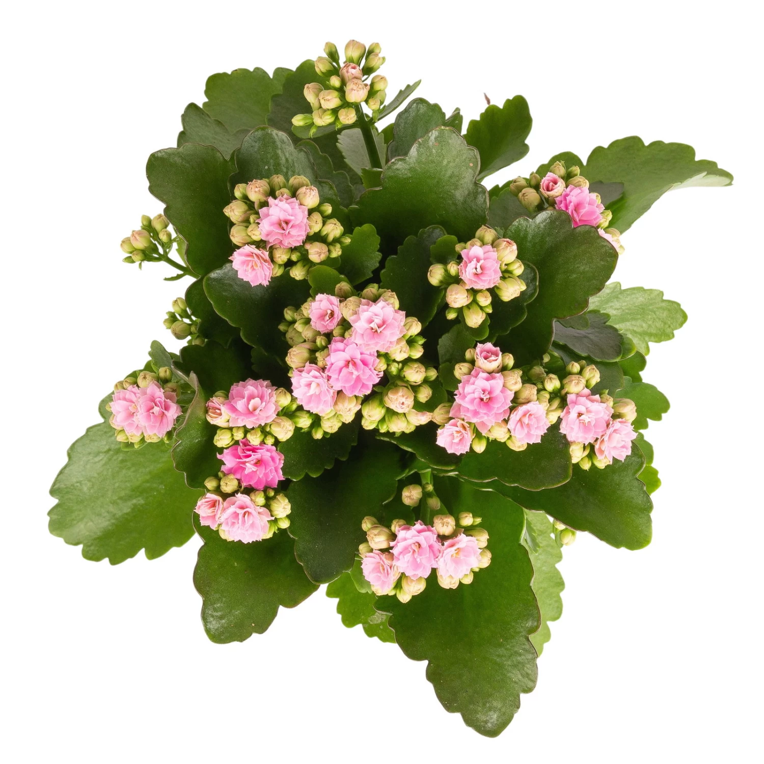 Kalanchoe 'Calandiva'®, Rosa, Topf-Ø 12 Cm, Höhe Ca. 27,5 Cm, 6er-Set – Bild 4