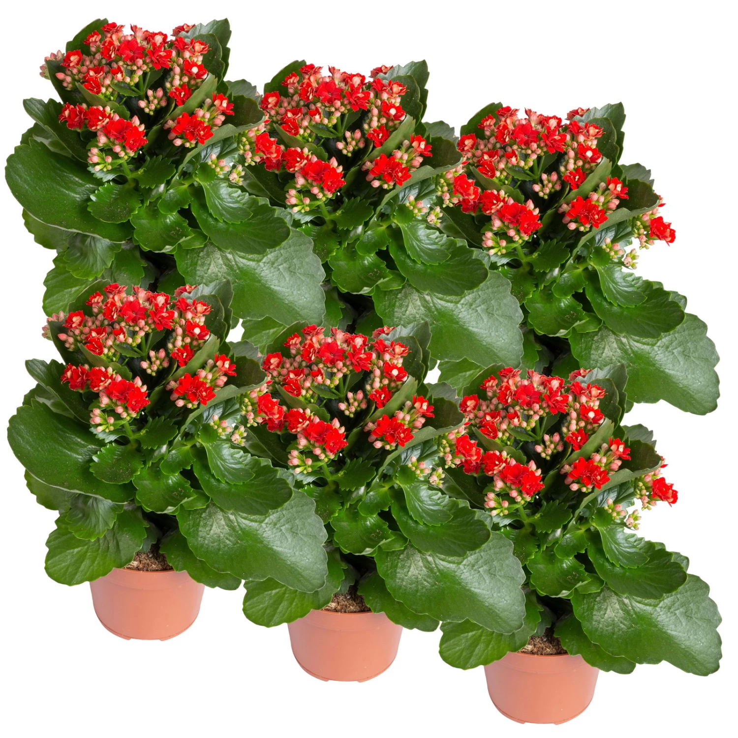 Kalanchoe 'Calandiva'®, Rot, Topf-Ø 12 Cm, Höhe Ca. 27,5 Cm, 6er-Set – Bild 2