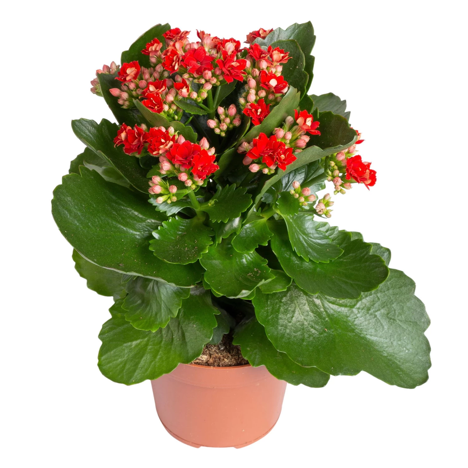 Kalanchoe 'Calandiva'®, Rot, Topf-Ø 12 Cm, Höhe Ca. 27,5 Cm, 6er-Set – Bild 3