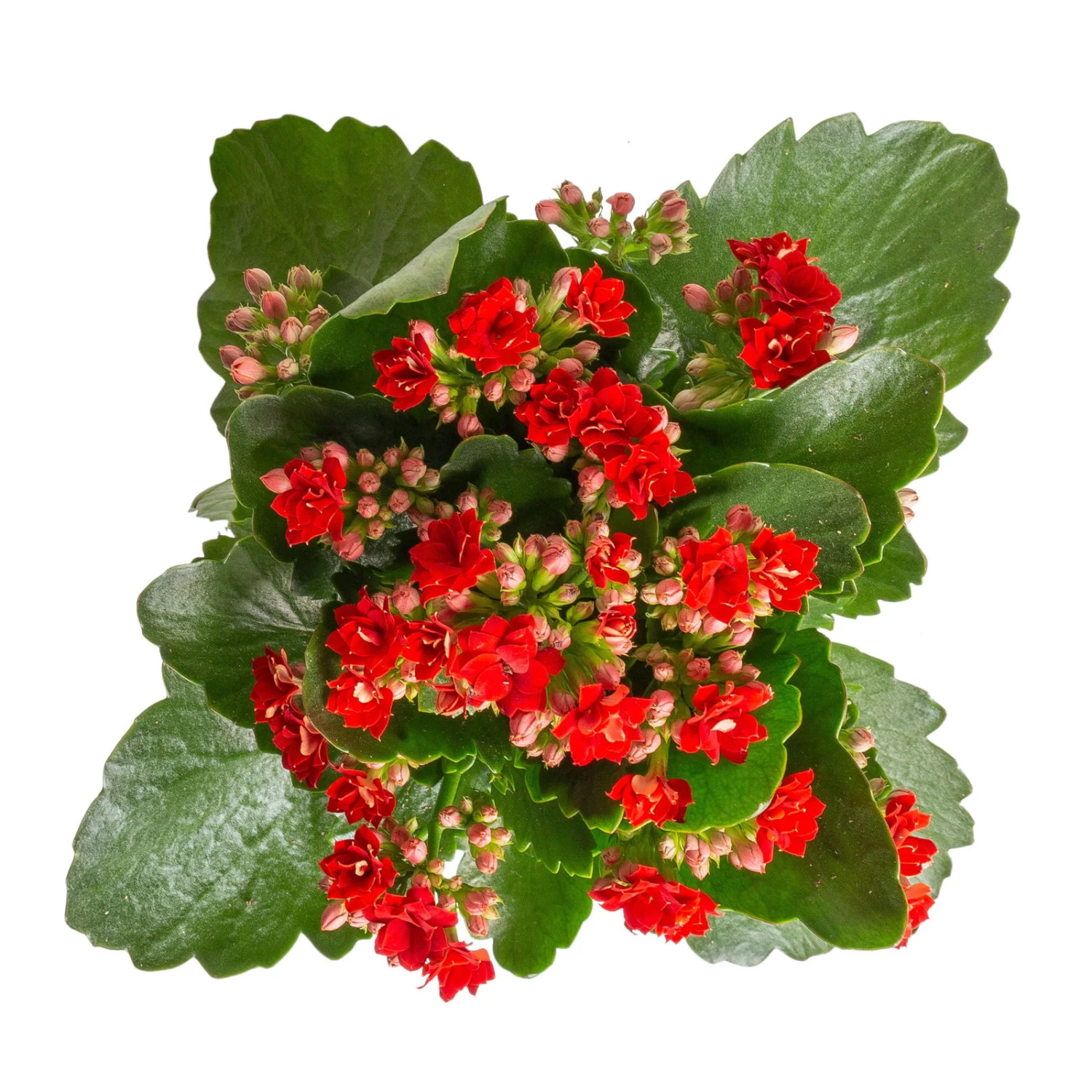 Kalanchoe 'Calandiva'®, Rot&gelb, Topf Topf-Ø 12 Cm, Höhe Ca. 20-30cm, 6er-Set – Bild 2