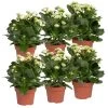 Kalanchoe 'Calandiva'®, Weiß, Topf-Ø 12 Cm, Höhe Ca. 27,5 Cm, 6er-Set