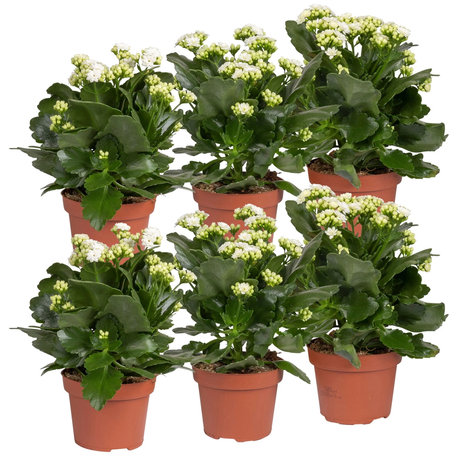 Kalanchoe 'Calandiva'®, Weiß, Topf-Ø 12 Cm, Höhe Ca. 27,5 Cm, 6er-Set
