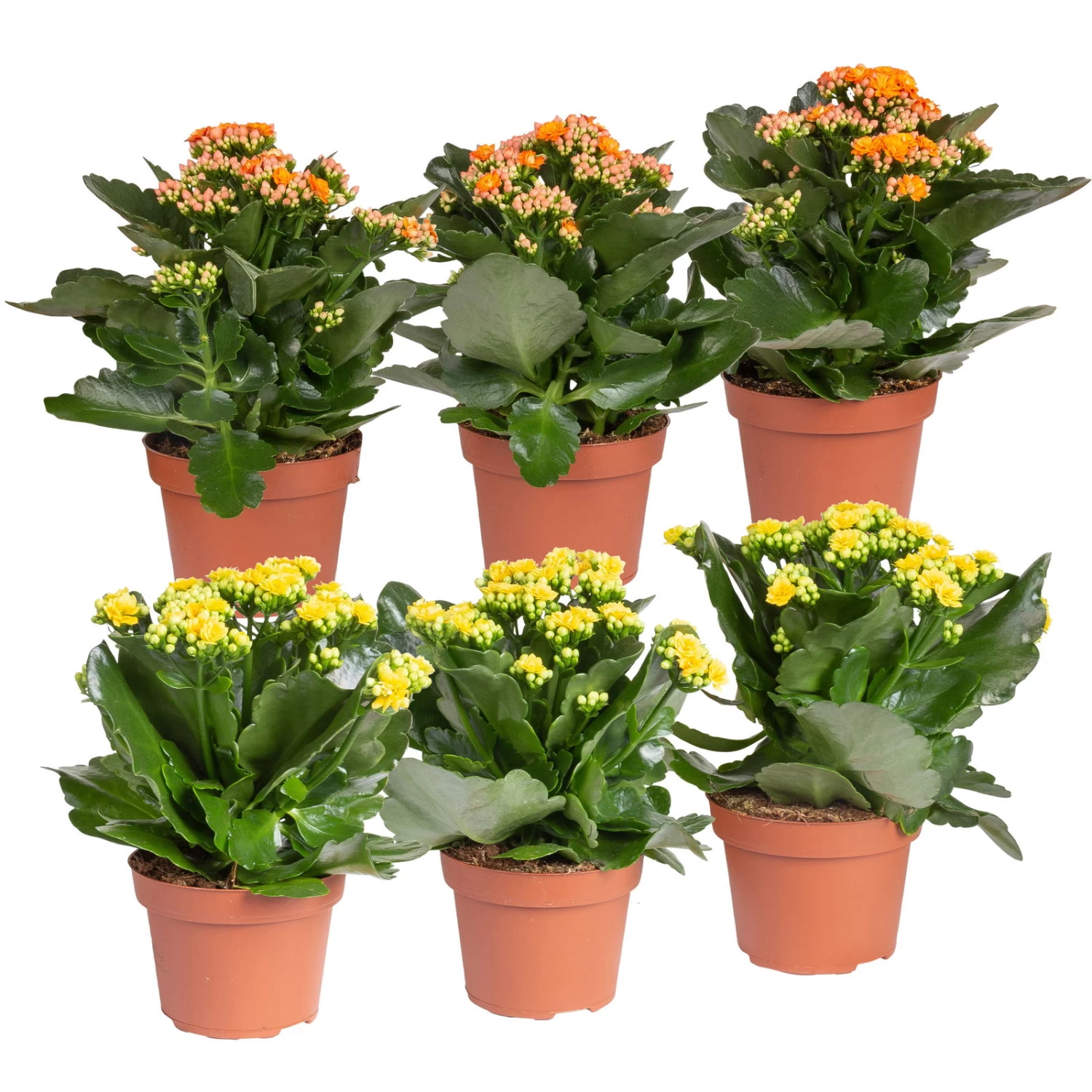 Kalanchoe 'Calandiva'®, Gelb&orange, Topf-Ø 12 Cm, Höhe Ca. 20-30 Cm, 6er-Set