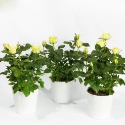 Rose Mit Topf Dallas Weiß, Topf-Ø 13 Cm, 3er-Set