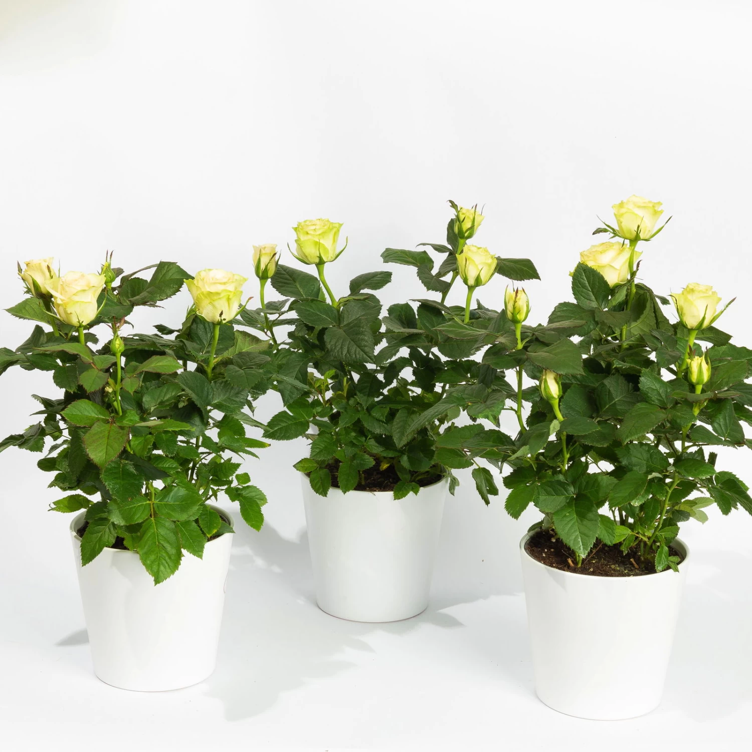 Rose Mit Topf Dallas Weiß, Topf-Ø 13 Cm, 3er-Set