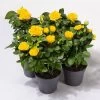 Rose Patio, Gelb, Topf-Ø 13 Cm, 3er-Set