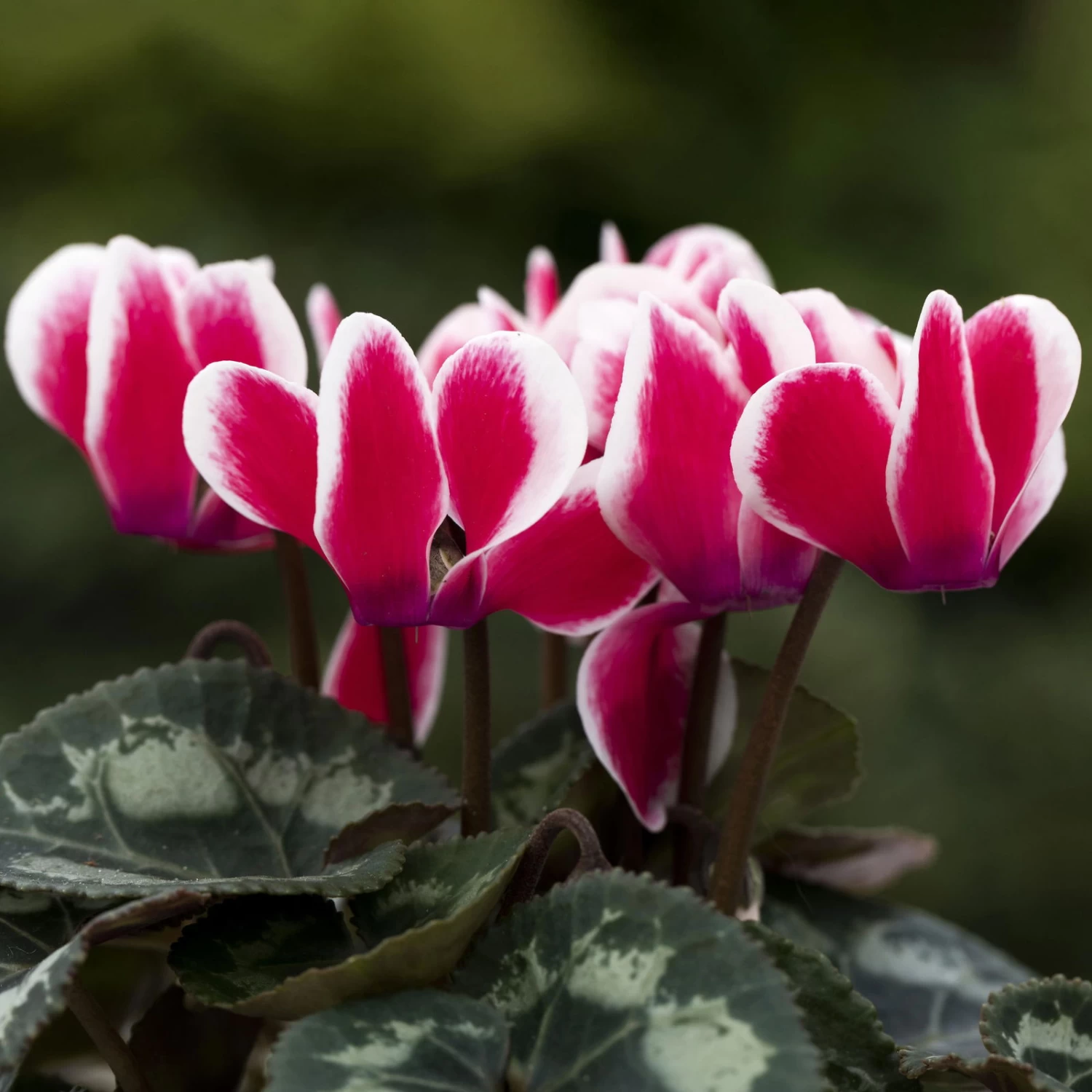 Alpenveilchen 'Picola Shine', Weiß-rot, Topf-Ø 10,5 Cm, Höhe Ca. 23 Cm, 6er-Set – Bild 2