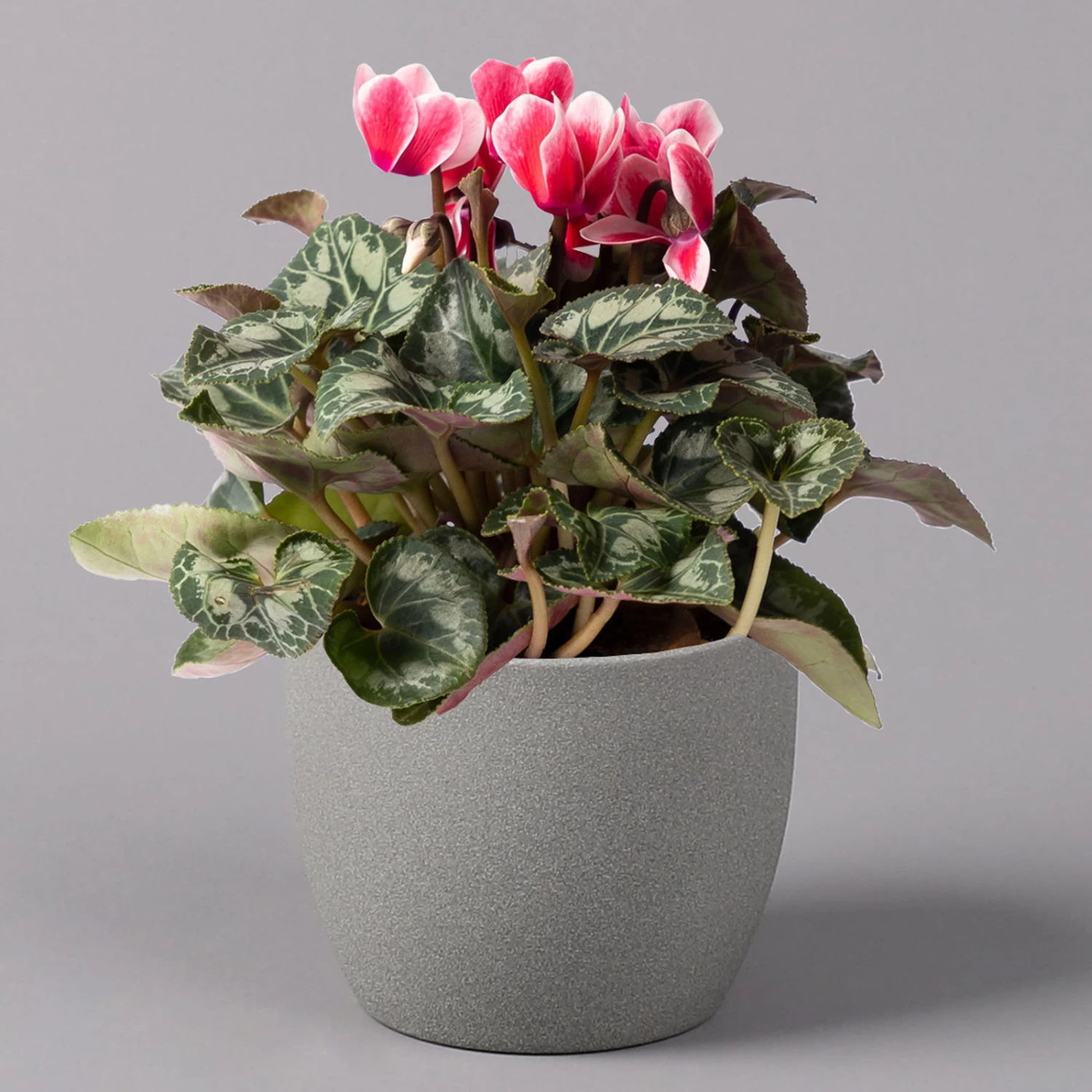 Alpenveilchen 'Picola Shine', Weiß-rot, Topf-Ø 10,5 Cm, Höhe Ca. 23 Cm, 6er-Set – Bild 3