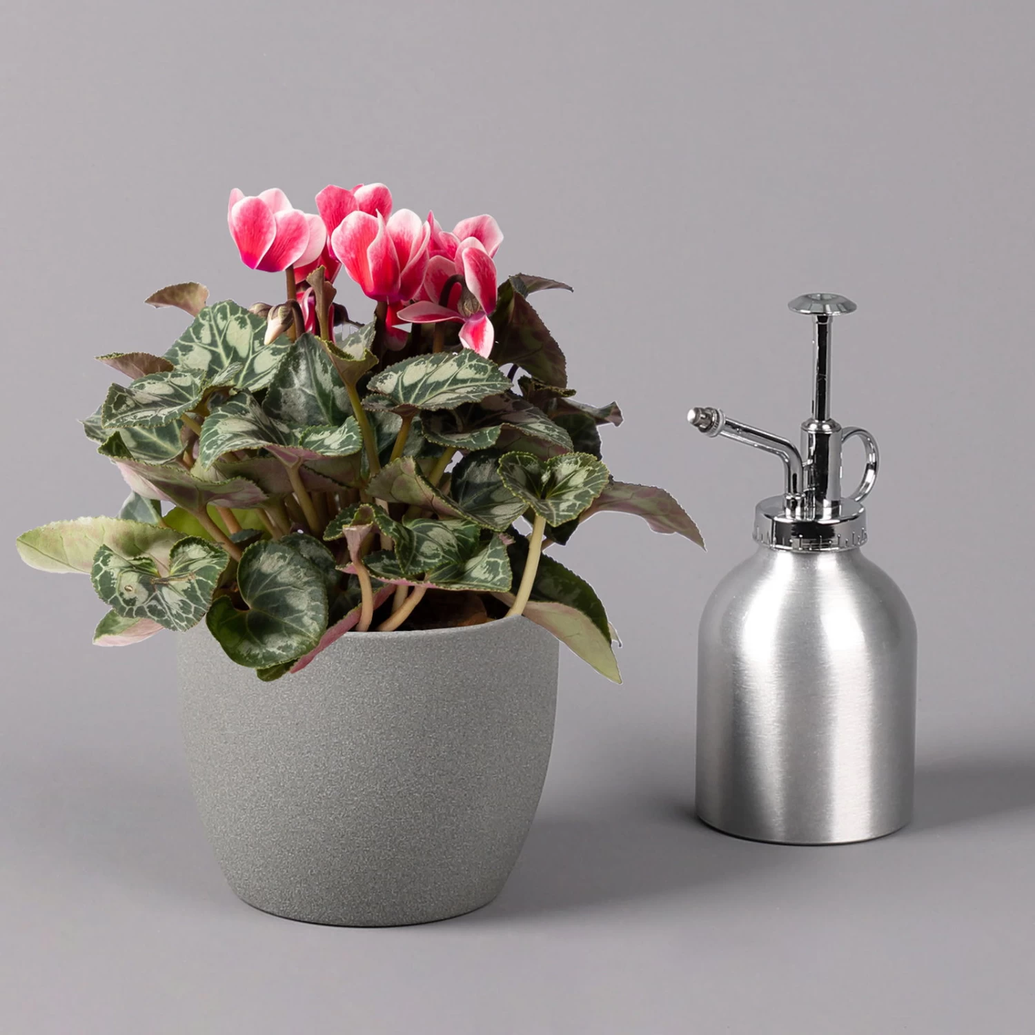 Alpenveilchen 'Picola Shine', Weiß-rot, Topf-Ø 10,5 Cm, Höhe Ca. 23 Cm, 6er-Set – Bild 5