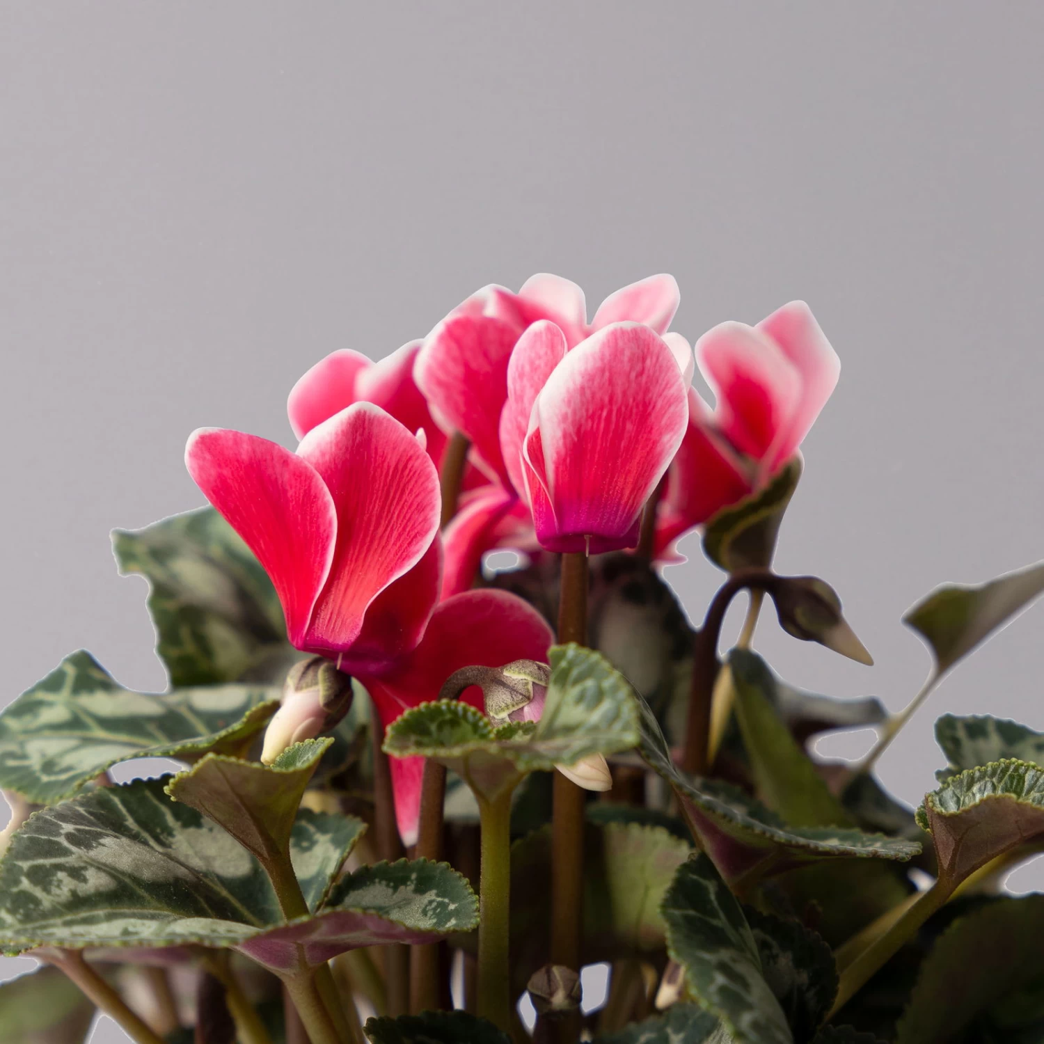 Alpenveilchen 'Picola Shine', Weiß-rot, Topf-Ø 10,5 Cm, Höhe Ca. 23 Cm, 6er-Set – Bild 6