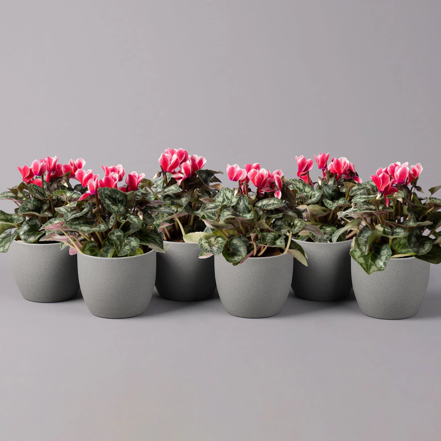 Alpenveilchen 'Picola Shine', Weiß-rot, Topf-Ø 10,5 Cm, Höhe Ca. 23 Cm, 6er-Set