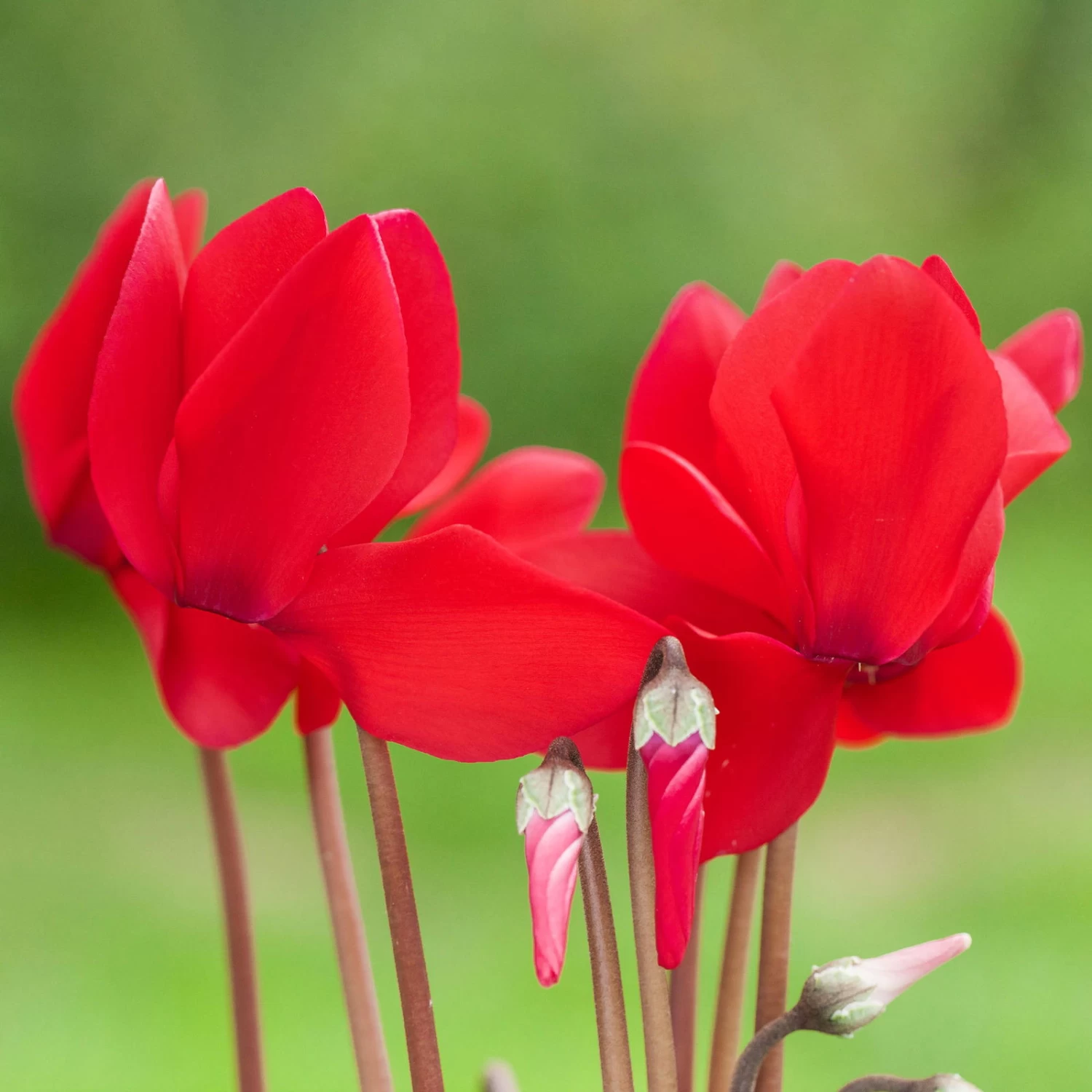 Alpenveilchen, Farbe Zufällig, Topf-Ø 10,5 Cm, Höhe Ca. 23 Cm, 6er-Set – Bild 7