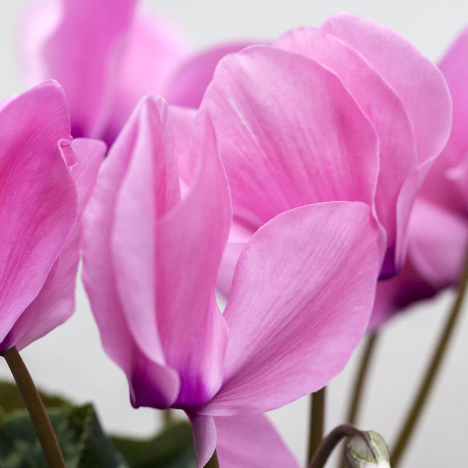 Alpenveilchen, Farbe Zufällig, Topf-Ø 10,5 Cm, Höhe Ca. 23 Cm, 6er-Set – Bild 4