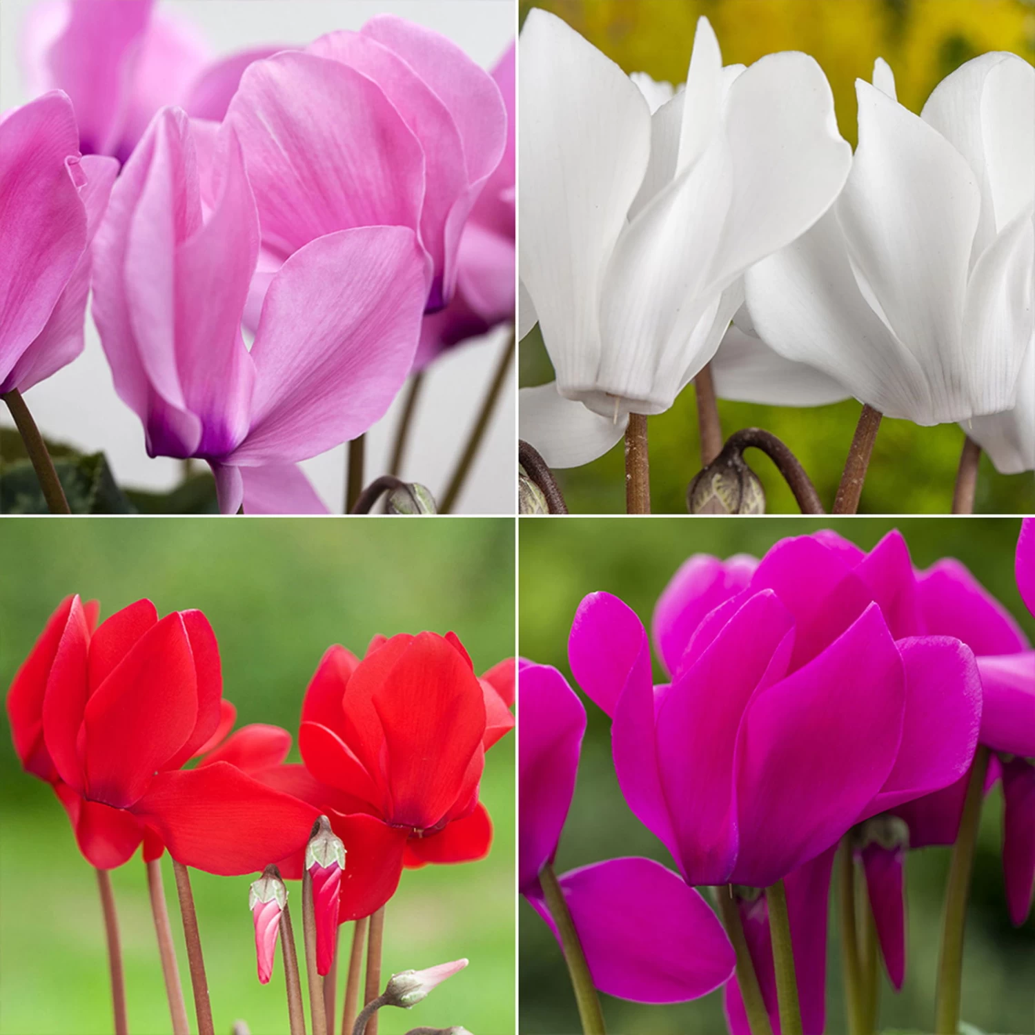 Alpenveilchen, Farbe Zufällig, Topf-Ø 10,5 Cm, Höhe Ca. 23 Cm, 6er-Set – Bild 2