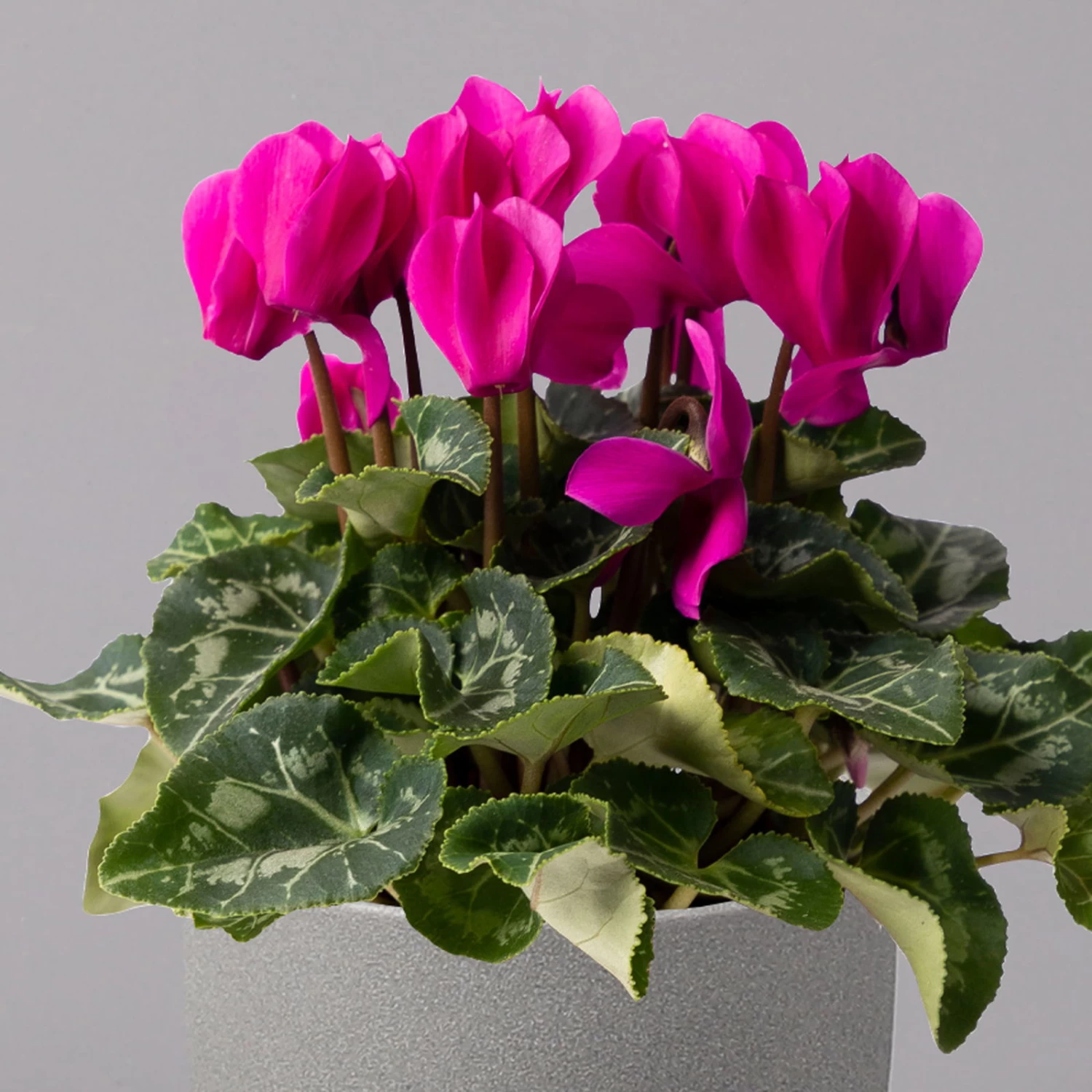 Alpenveilchen, Farbe Zufällig, Topf-Ø 10,5 Cm, Höhe Ca. 23 Cm, 6er-Set – Bild 8