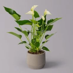 Flamingoblume 'White Champion' Weiß, Inkl. Übertopf Monza Grau, Topf-Ø 12 Cm