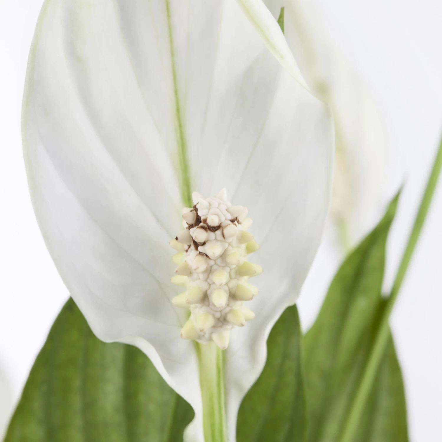 Einblatt 'Bellini' In Übertopf Vibes Gelb, Topf-Ø 13 Cm, Höhe Ca. 30 Cm – Bild 4