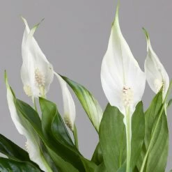 Einblatt 'Bellini' In Übertopf Vibes Rosa, Topf-Ø 13 Cm, Höhe Ca. 30 Cm