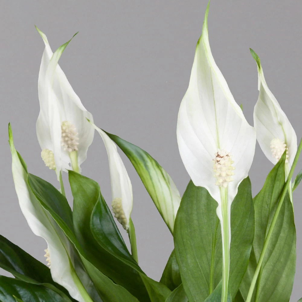 Einblatt 'Bellini' In Übertopf Vibes Rosa, Topf-Ø 13 Cm, Höhe Ca. 30 Cm