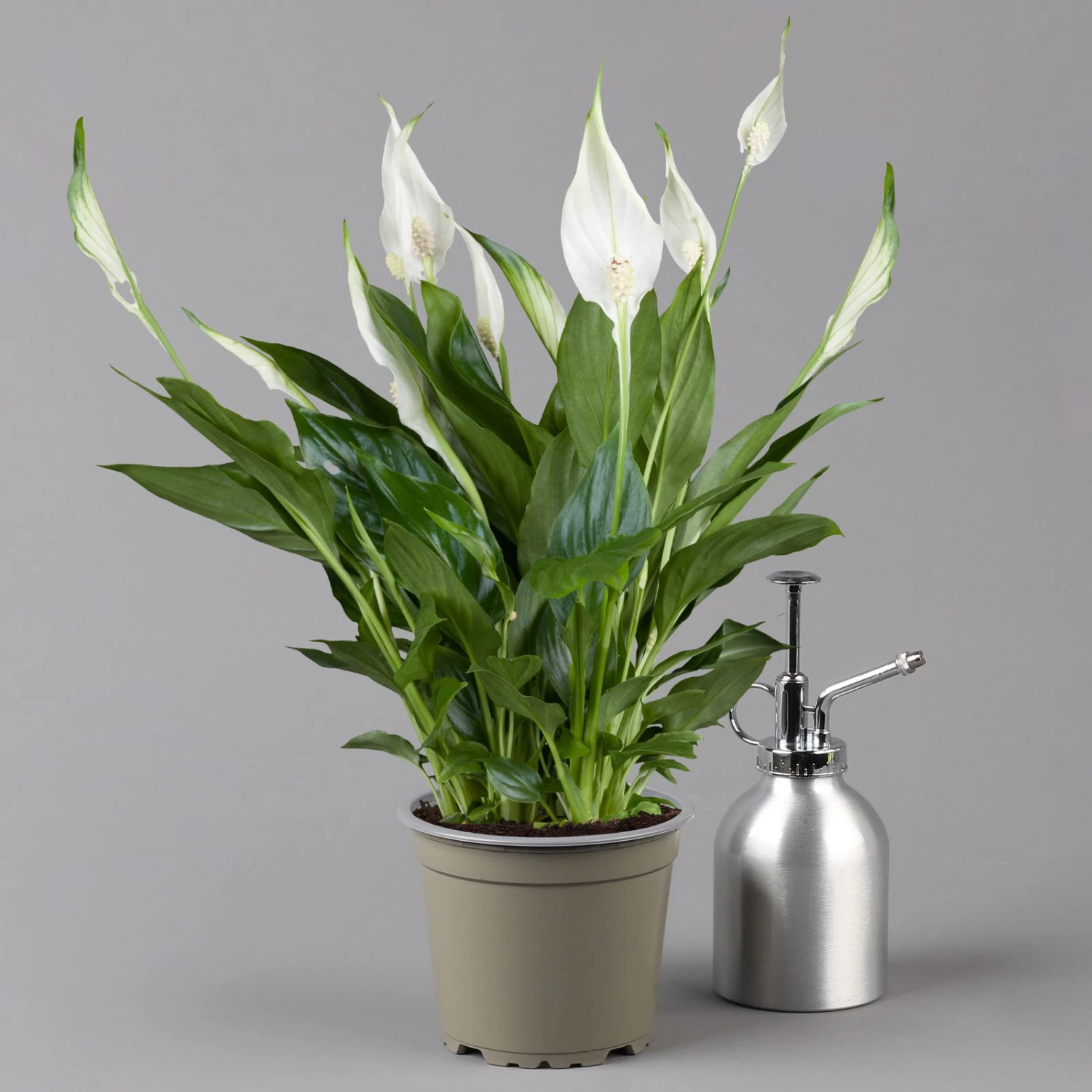 Einblatt 'Bellini' In Übertopf Vibes Rosa, Topf-Ø 13 Cm, Höhe Ca. 30 Cm – Bild 2