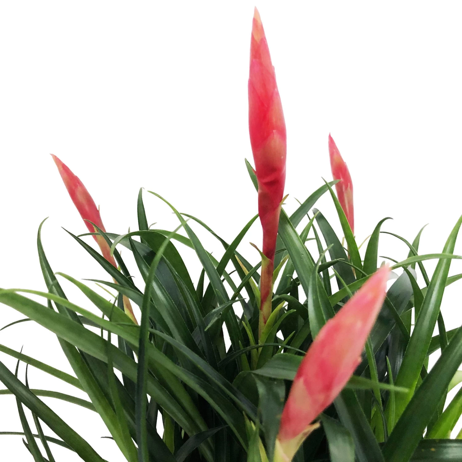 Vrisea Multiflora 'Astrid', Rot, Topf-Ø 12 Cm, Mit Korb Maki, Höhe Ca. 50cm – Bild 2