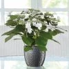 Hortensie Hovaria® 'Feuerwerk', Weiß, Topf-Ø 14 Cm, Höhe Ca. 35 Cm