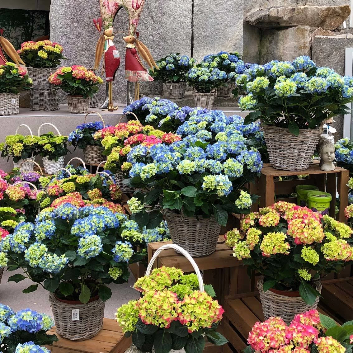 Hortensie, Busch, Weiß, Topf-Ø 23 Cm, Höhe Ca. 50 Cm – Bild 2