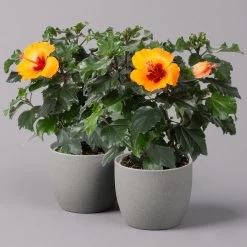 Hibiskus, HibisQs Graff® 'Petit Orange', Topf-Ø 13 Cm, Höhe Ca. 35 Cm, 2er-Set