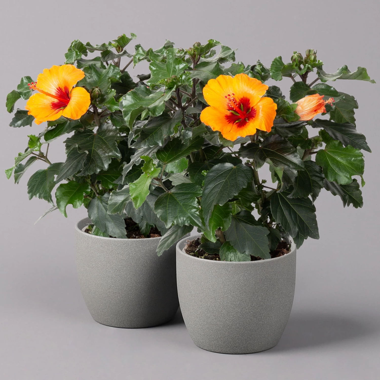 Hibiskus, HibisQs Graff® 'Petit Orange', Topf-Ø 13 Cm, Höhe Ca. 35 Cm, 2er-Set