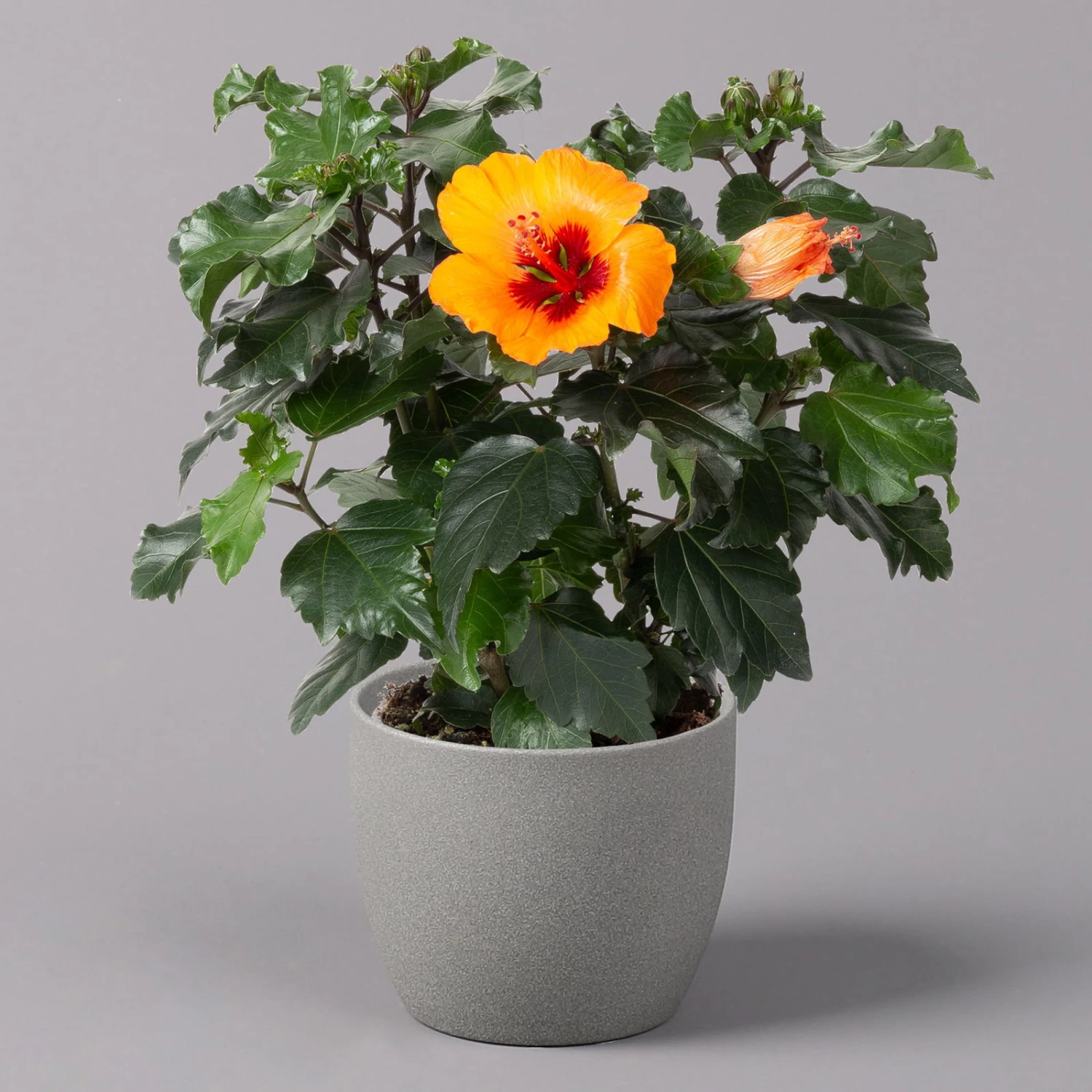 Hibiskus, HibisQs Graff® 'Petit Orange', Topf-Ø 13 Cm, Höhe Ca. 35 Cm, 2er-Set – Bild 2
