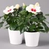 Hibiskus, Weiß, Mit Keramiktopf Dallas Weiß, Topf-Ø 13 Cm, 2er-Set