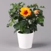Hibiskus, Graff® 'Petit Orange', Mit Keramiktopf Dallas Weiß, Topf-Ø 13 Cm